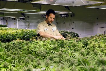 Майк Тайсон проведет ежегодную конференцию в Антигуа под названием ‘the Davos of cannabis’