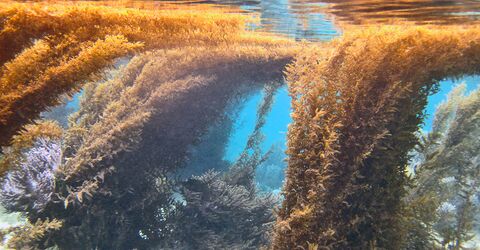 Из-за морских водорослей Sargassum закрывают отель St. James’s Club на Антигуа