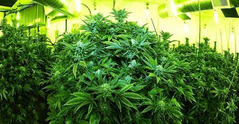 Invest Caribbean теперь предлагает медицинские кредиты на производство марихуаны