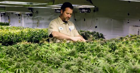 Майк Тайсон проведет ежегодную конференцию в Антигуа под названием ‘the Davos of cannabis’