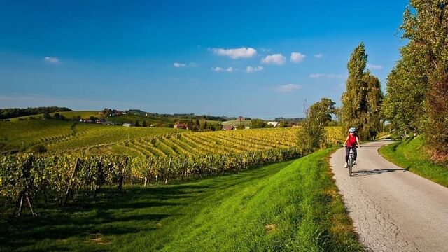 Виноградник + 5% Годовой Доход на 10 Лет