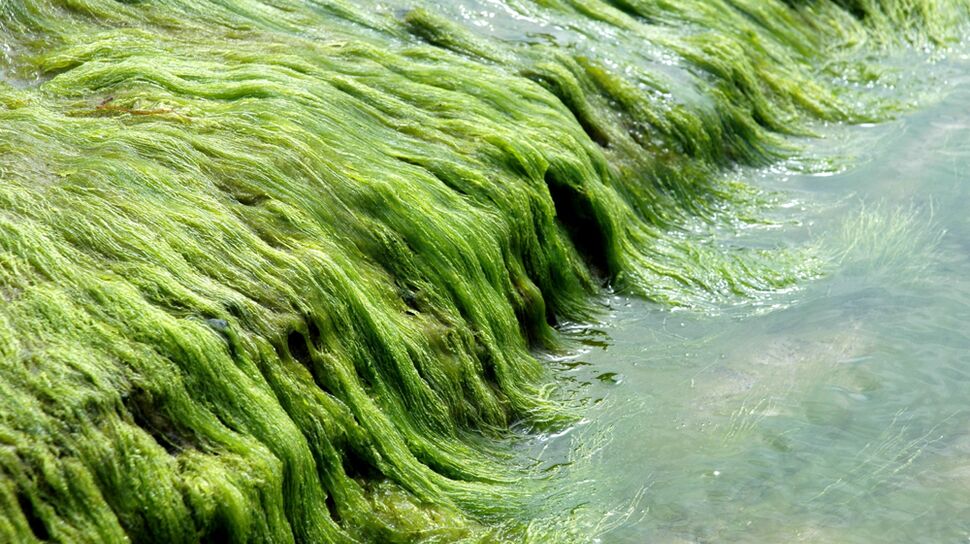 Индустрия разведения морского мха стабильно развивается